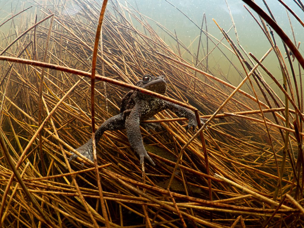 Erdkröte Unterwasser. Erdkröte Unterwasser.