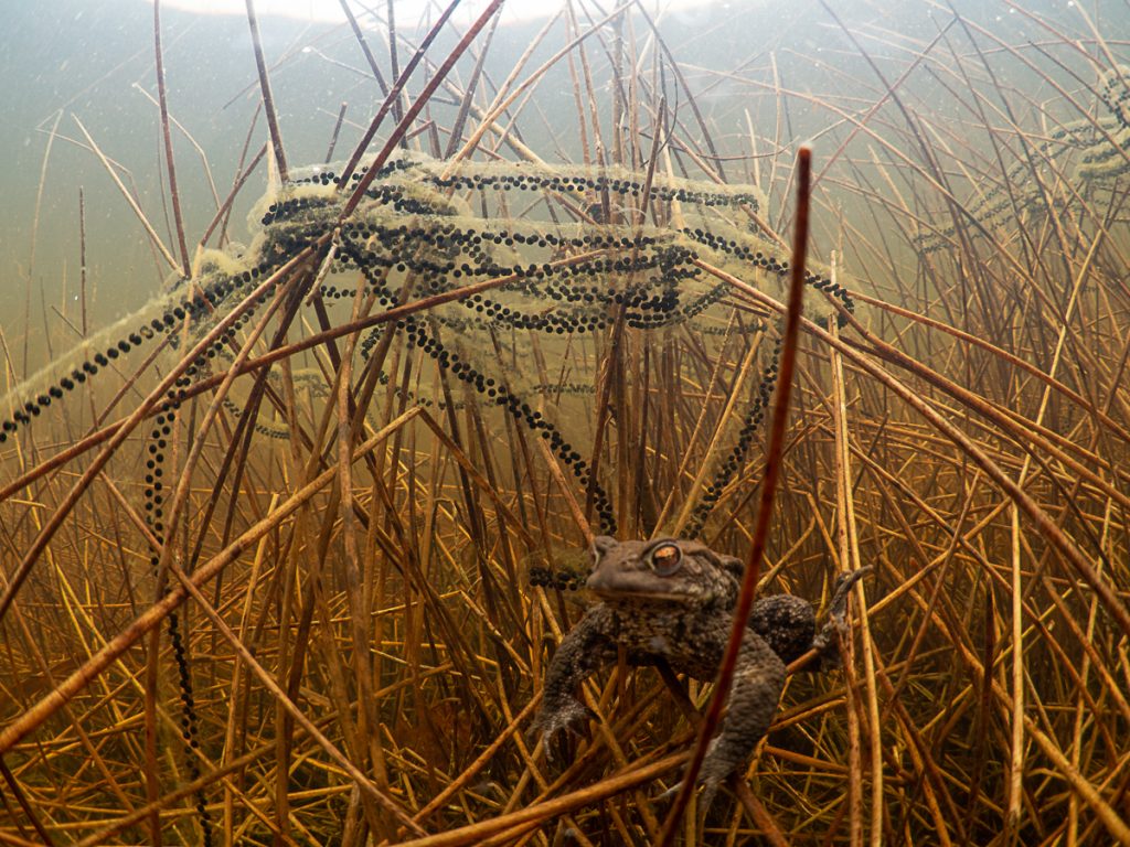 Erdkröte Laichschnur Unterwasser. Erdkröte Laichschnur Unterwasser.
