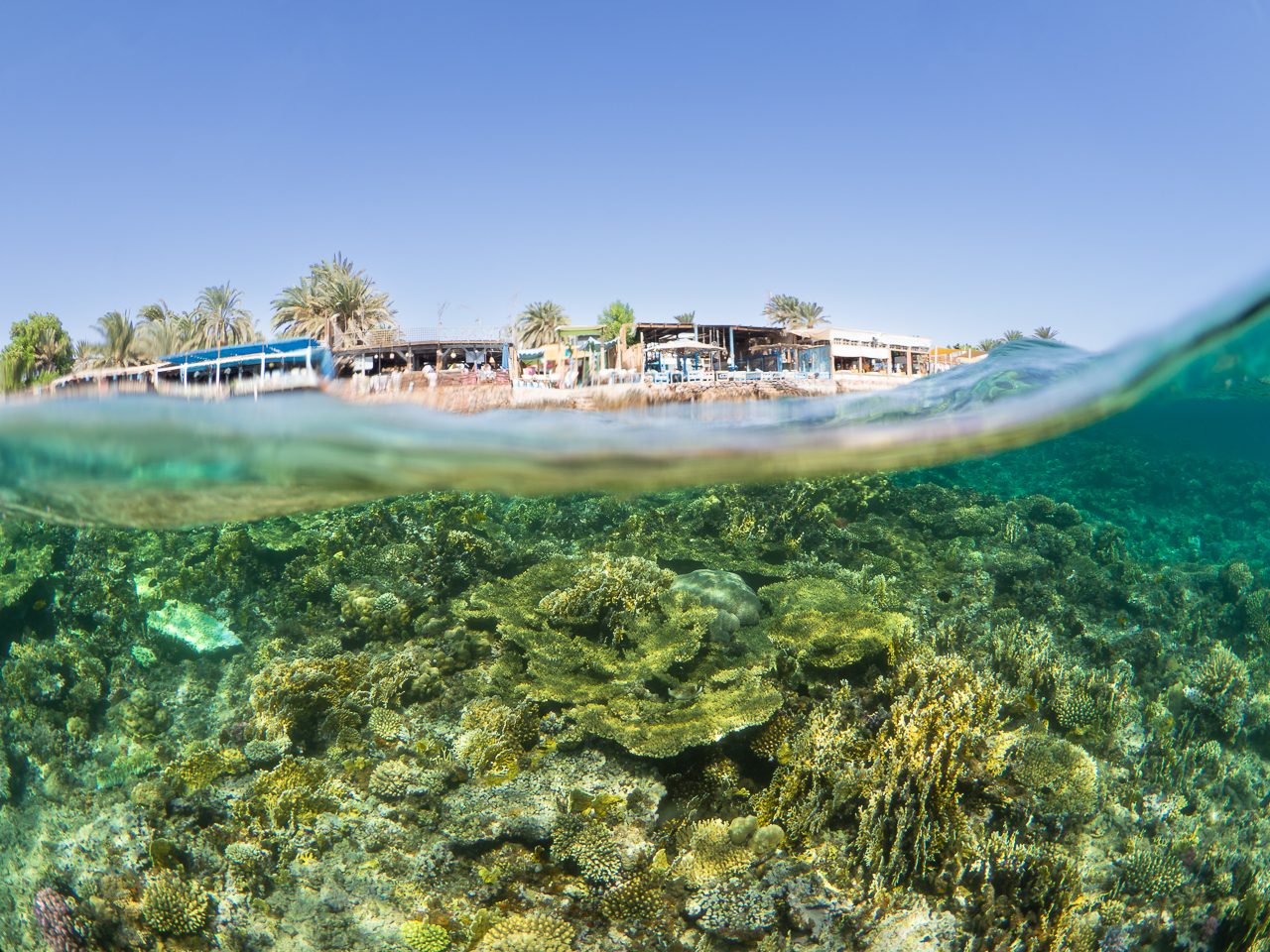 Korallenriff vor Dahab