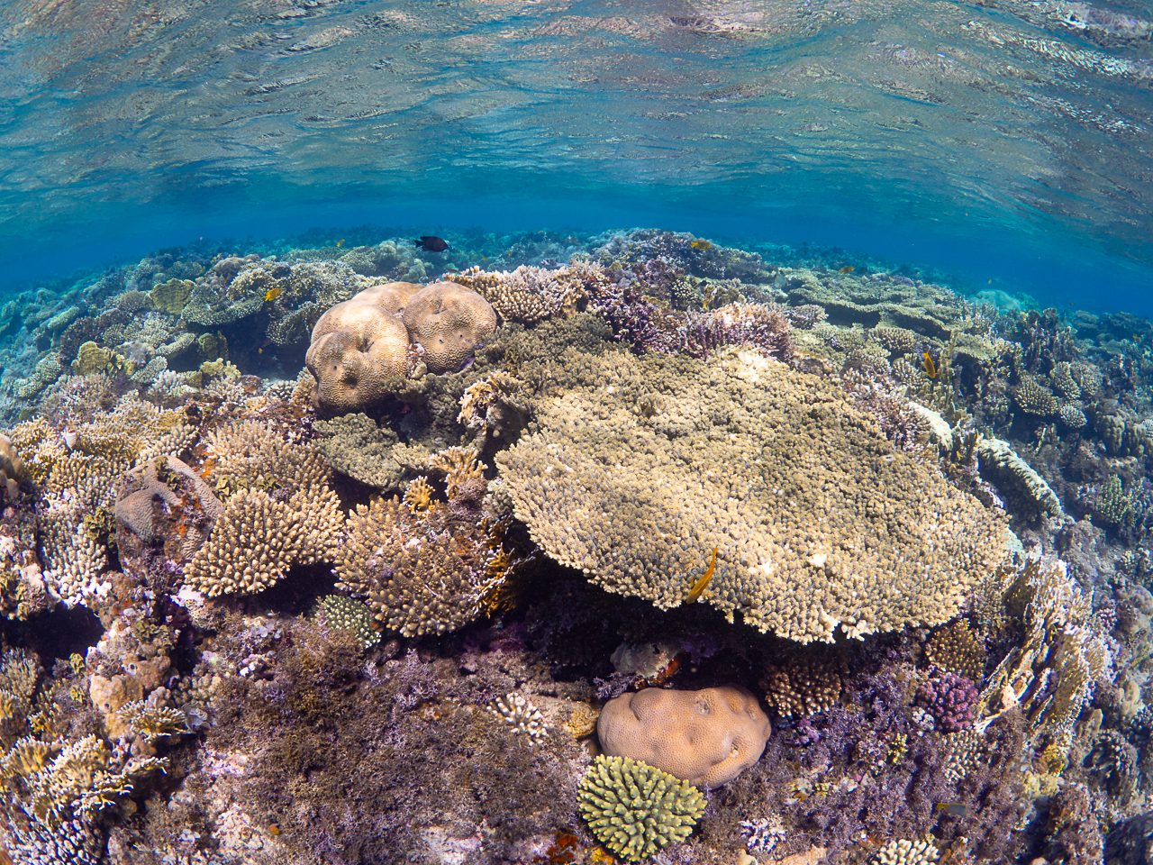 Korallenriff im Flachwasser vor Dahab