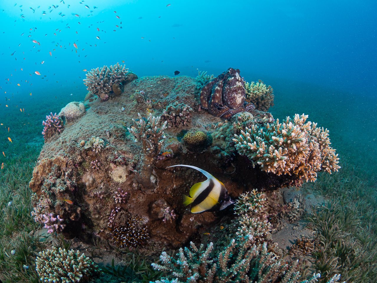Oktopus Dahab Unterwasserfotografie